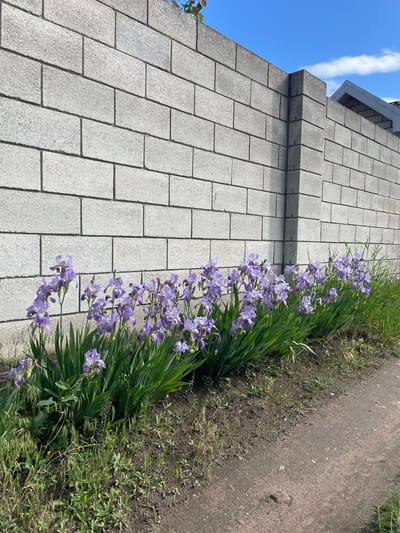 This image depicts an outdoor scene in Vasilevka, Russia, dominated by a substantial light-grey concrete block wall positioned horizontally across the mid-ground. The wall is constructed from rectangular blocks laid in a stretcher bond pattern, with visible dark grey mortar lines. The blocks possess a rough, textured surface. On the right side, the wall forms a prominent vertical support column or corner. Above the wall, a clear blue sky with scattered white cumulus clouds is visible, and on the far right, a section of a dark grey roof with a lighter grey eave structure is discernable against the sky.

Immediately in front of the concrete wall, a cultivated strip of dark brown soil supports a linear arrangement of approximately thirty to forty blooming purple irises. These flowers feature multiple open blossoms of light to medium purple hue, exhibiting darker purple speckled patterns on their petals, accompanied by long, sword-shaped green leaves. The plants appear healthy and vibrantly green.

To the left of the iris bed, the foreground consists of unkempt green and yellowish-green grass and small weeds growing on dark soil. To the right of the iris bed, a dry, unpaved dirt path, light brown in color with visible texture suggestive of foot or tire traffic, extends into the foreground. Further to the right of the path, more natural, unkempt green grass and weeds are present. The scene is brightly illuminated by natural sunlight, casting subtle shadows that highlight the texture of the wall and the contours of the plants. No individuals or animals are present in the image.