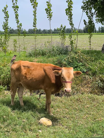 In Urtakurgan, Uzbekistan, a young, light brown calf stands in a grassy field under a clear sky. A small bird with dark and white plumage is perched on the calf's back. The calf wears a red rope halter. In the background, a cultivated field stretches towards a line of trees. Several tall, slender trees with green leaves are positioned in the foreground and mid-ground. A large, light-colored rock lies on the grass in front of the calf. The scene is characterized by lush green grass and vegetation.
