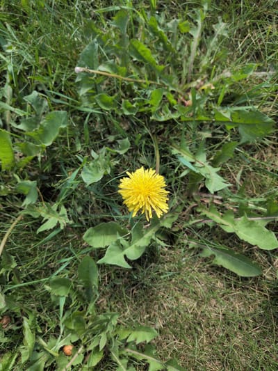 The image depicts a close-up, top-down view of a single, vibrant yellow dandelion flower (Taraxacum officinale) in full bloom, situated in an outdoor natural setting in Hartola, Finland. The dandelion flower is centrally located in the upper half of the frame. It is surrounded by its characteristic rosette of green, deeply lobed leaves, which spread across the ground. The immediate environment consists primarily of varied green grass blades interspersed with areas of lighter brown, dried grass and visible soil. In the upper-left quadrant, a slender stem with a pale, ovate object, possibly a nascent dandelion seed head or bud, is visible amidst the grass and leaves. A small, reddish-brown, roughly spherical object is present on the ground in the lower-left quadrant. No human presence, animals, or artificial structures are discernible within the frame. The lighting suggests ambient daylight conditions.