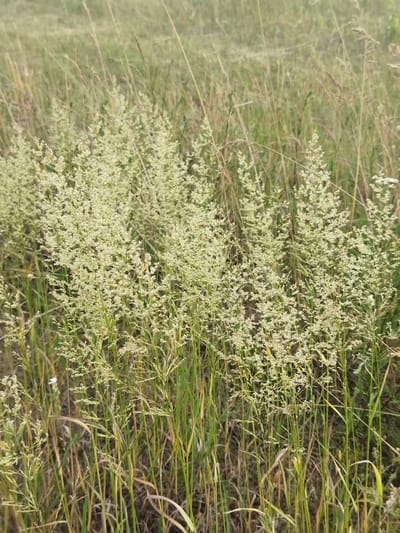 The image depicts a close-up view of a field of tall, feathery grass with delicate, pale green seed heads. The grass is the dominant subject, filling the frame. The stalks are mostly upright, with some leaning slightly. The seed heads are airy and spread out, creating a soft, textured appearance. The background is a blur of similar green and brown tones, suggesting more of the same grassy landscape. The lighting appears to be natural, possibly indicating daytime. The overall impression is one of a natural, rural setting, likely a meadow or a field in the countryside. There are no people or man-made objects visible. The image evokes a sense of tranquility and the natural beauty of a summer or early autumn landscape. There is no visible text in the image.