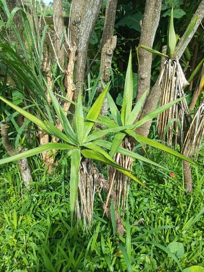 Two agave plants sprout from tree trunks amid lush green vegetation. Their spiky leaves radiate outwards, contrasting with the smoother bark of the trees. Dead, brown leaves droop down from the base of one agave. The background is a mix of trees and greenery under a bright sky, creating a dense, natural scene. A tiny red flower dots the lower right.