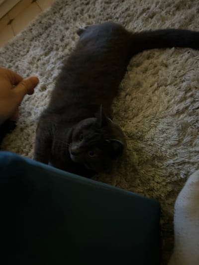 A gray cat stretches out on a tan, shaggy rug. Its tail extends upwards, and its body curves to the right. A hand reaches out to the cat. A large, dark blue or green object is situated to the cat's right, partially obscuring the view. The cat's head is angled down, and it appears to be looking at the hand. The lighting is somewhat dim, with shadows present.