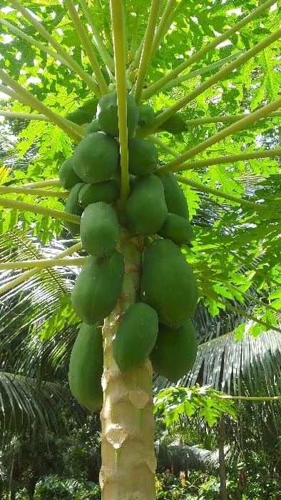 The image presents a vertical view of a Carica papaya (papaya) tree, located in the city of Serdang, Indonesia. The prominent subject is the light brown, segmented trunk of the tree, extending from the lower center of the frame upwards. A dense cluster of approximately two dozen unripened, green, oblong papaya fruits are directly attached to the upper section of the trunk. Above the fruit clusters, large, multi-lobed, bright green papaya leaves extend radially from the main stem on long, lighter green petioles, forming the tree's canopy. The leaves exhibit natural variations in shape and some display evidence of sun exposure. The background features blurred, dense green foliage, including visible palm fronds on the left, indicating a lush, outdoor, tropical environment. The scene is illuminated by natural light, suggesting daylight conditions. No individuals, animals, or man-made objects are present. No actions or interactions are depicted.