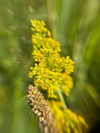 This is a close-up, macro photograph of a delicate yellow flower cluster with a dried seed head in the foreground. The background consists of blurred green foliage, suggesting an outdoor setting. The image has a radial blur effect, creating a sense of movement or focus on the central elements. There are no people or buildings visible. The photograph is likely taken in a natural environment, possibly a garden or meadow.
