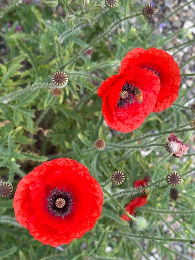 This media file features a close-up, top-down view of a patch of bright red poppies in a garden. The poppies are the primary subjects, with two large, fully bloomed flowers dominating the foreground. One of these flowers prominently displays a bee collecting pollen from its dark center. The petals of the poppies are delicate and crinkled, with a vibrant red hue.

Surrounding the blooming poppies are several developing seed pods, identifiable by their distinctive star-like patterns. Some of these seed pods are hairy and green, while others are more mature and have a purplish-brown color. The background is filled with the green foliage of the poppy plants, interspersed with glimpses of gravel and hints of other small, out-of-focus plants.

The lighting suggests it is daytime, likely a sunny day given the vibrancy of the colors. The scene appears to be in a garden or natural setting. No people are visible. There is no visible text in the media file. The overall impression is one of natural beauty and the active ecosystem of a garden.