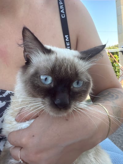 This is a close-up, eye-level photograph of a Siamese cat being held by a person. The cat's face is the primary focus, with its striking blue eyes and distinctive dark points on its ears and face. Its long, white whiskers fan out from its muzzle. The cat appears to be resting comfortably against the person's arm and chest.

The person's arm is visible, adorned with a tattoo on the upper arm and a thin gold bracelet. A black elastic band with white lettering is visible on the person's lower torso or upper thigh area, reading "CARPI" and "EM". The person is wearing a garment with a black and white patterned design. A delicate rose gold ring with a small clear stone is visible on one of the person's fingers.

The background is blurred, but suggests an outdoor setting. There is a light blue expanse, possibly a sky or a structure, and hints of green foliage and possibly a railing or structure in the upper background. The lighting suggests it is daytime, likely with bright sunlight, creating a warm and natural ambiance. The overall mood is intimate and relaxed, conveying a sense of affection between the person and the cat. The image appears to have been taken in Carpignano Salentino, Italy.
