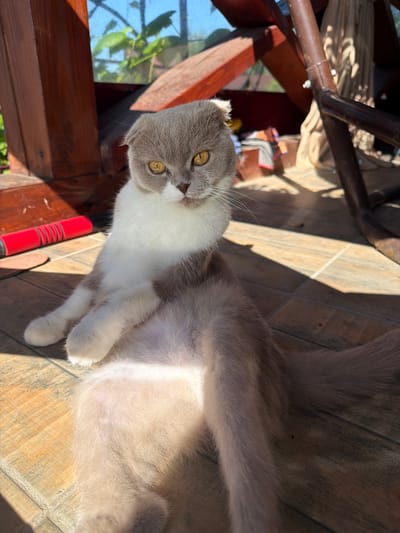 A grey and white Scottish Fold cat with yellow eyes sits on a wooden floor in the city of Uhornyky, Ukraine. The cat is positioned in a relaxed, almost human-like pose, with its front paws resting on its stomach. The background features wooden structures and a window with greenery visible outside, indicating an outdoor or semi-outdoor setting. Sunlight casts shadows across the scene, highlighting the texture of the wooden floor and the cat's fur. There are no people or other animals visible in the image.