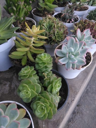 The image displays a close-up, elevated view of numerous potted succulent plants arranged on a light grey concrete surface in Venecia, Costa Rica. In the foreground, a black plastic pot contains multiple clusters of bright green, rosette-forming succulents. Adjacent to it, two light blue-green succulents with distinct pink-tinged edges, also forming rosettes, are visible in white plastic pots. The mid-ground features a yellow-green succulent with elongated, upward-curving leaves, contained within a black plastic pot. Other varieties include compact, spiky green succulents, possibly Haworthia or Gasteria species, and various other green succulents with thicker leaves, predominantly housed in white plastic pots. All plants are rooted in dark soil. The concrete surface beneath the pots exhibits subtle texture and minor debris. The scene is illuminated by natural, diffused light; no people or discernible actions are present.