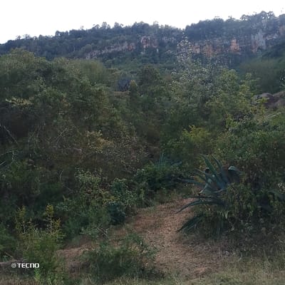 A landscape of dense greenery slopes upward, culminating in a rocky cliff topped with a line of trees. Various shades of green dominate the foreground, indicating diverse plant life. A dirt path meanders through the vegetation, leading towards the higher terrain. In the lower right, an agave plant with prominent leaves is visible. The overall scene suggests a natural, possibly mountainous, environment.