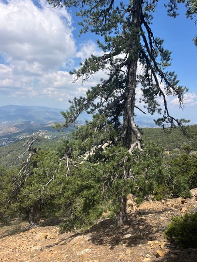 This is a medium-shot, eye-level, outdoor photograph taken on a sunny day in Prodromos, Cyprus. The foreground features a large pine tree with a thick, textured trunk and gnarled branches covered in green needles. The ground is covered in dry, rocky soil with scattered stones and pine needles. The middle ground shows a dense forest of pine trees and other green vegetation. In the background, a valley unfolds with rolling hills covered in greenery and a distant village or town with red-tiled roofs. The sky is a vibrant blue with scattered white cumulus clouds. The scene evokes a sense of natural beauty and tranquility. There are no people or animals visible in the image.
