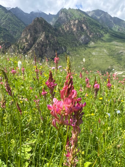 This image depicts a close-up view of pink wildflowers in a meadow, with a mountainous landscape in the background. The flowers are in focus in the foreground, with their petals and stems clearly visible. The meadow is dense with green grass and interspersed with smaller yellow and white flowers. Behind the meadow, rolling green hills rise to meet rugged, rocky mountains, some with patches of snow on their peaks. The sky is partly cloudy with white and grey clouds. The image appears to have been taken in El'tiubiu, Russia, a village known for its mountainous scenery and natural beauty.