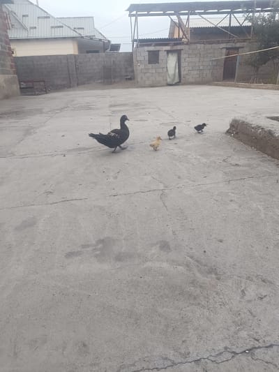 In an outdoor, dusty courtyard in Sakaldy, Kyrgyzstan, a dark-colored duck stands to the left of the frame, facing right. Three small, fluffy ducklings are scattered in front of it. One duckling, yellow, is closest to the viewer and also facing right. To its right and slightly further away is a dark grey duckling facing left. Behind that is another dark grey duckling, also facing left. The ground is paved with concrete, cracked in places. In the background, there are cinder block buildings and a covered structure with a corrugated metal roof. The sky is overcast.