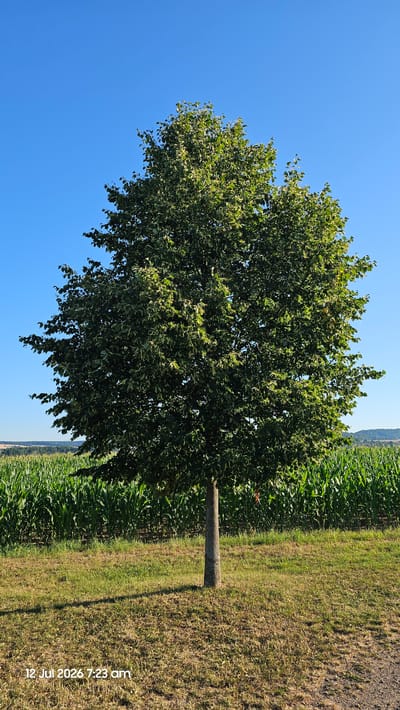 The image depicts a lone, mature deciduous tree standing in a grassy field under a clear blue sky. The tree is in full leaf, with a dense canopy of green foliage. Its trunk is slender and textured, casting a distinct shadow on the dry grass in front of it. Behind the tree, a vast field of tall, green corn stalks stretches horizontally across the mid-ground. In the distance, a rolling landscape with hints of greenery and a lighter shade of blue sky can be seen. The bottom left corner of the image displays a timestamp: "12 Jul 2026 7:23 am". The scene is an outdoor, rural environment, consistent with the agricultural landscape surrounding Hainchen, Germany. There are no people or animals visible in the image.