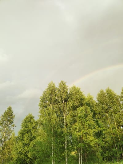 A horizontal, eye-level shot captures a vibrant forest scene with a rainbow arcing across a cloudy sky. The foreground is dominated by a dense line of tall, leafy green trees, primarily birches, with their distinctive white bark visible on some trunks. Sunlight filters through the leaves, creating a bright, dappled effect.
In the upper portion of the image, a faint but clear rainbow stretches across the sky, its arc starting from the left and extending towards the right. The sky itself is a mix of light grey clouds and patches of brighter, possibly hazy, sky.
The overall impression is of a serene, natural landscape, likely after or during a rain shower, given the presence of the rainbow. The time of day appears to be late afternoon or early evening, suggested by the soft, warm light illuminating the trees. The setting is rural, with a hint of a grassy field or meadow in the lower part of the image. There is no visible text.