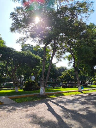 The image shows a park in Víctor Larco Herrera, Peru. The foreground is a paved area with tree shadows cast across it. Beyond the paved area is a strip of grass bordered by a low yellow curb. Several trees with whitewashed lower trunks are visible. Behind the trees is a green lawn with benches, bushes and other trees. The sky is visible through the trees. The sun is shining brightly through the leaves, creating lens flare. No people are visible in the image.