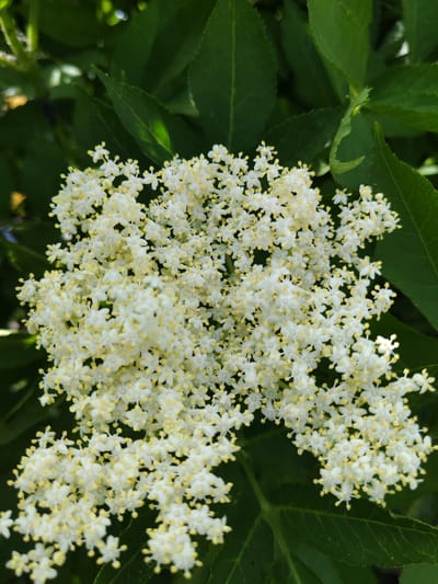 Close-up of a cluster of white Elderflowers (Sambucus) with yellow stamens, surrounded by green leaves. The location is likely Aldomirovtsi, Bulgaria, based on the prompt.