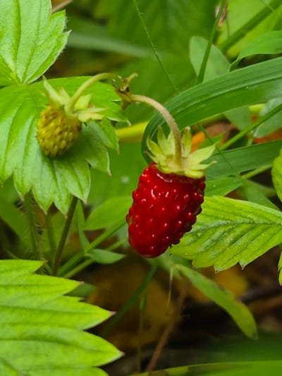The image shows a close-up of a ripe wild strawberry with bright red skin and visible seeds, hanging from a stem surrounded by green leaves. To the left, an unripe, pale green strawberry is also visible. The foliage is lush and green, with some hints of darker green and brown in the background, suggesting an outdoor natural setting, likely a forest floor or a meadow. The lighting appears to be natural, with soft illumination highlighting the texture of the strawberries and leaves. There are no people or animals present in the image. This scene is consistent with the natural environment found in Hargla, Estonia, a rural parish known for its forests and natural landscapes.