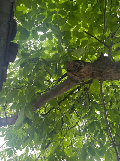 The image captures an upward view into the dense, green canopy of a leafy tree, likely situated in Brestnik, Bulgaria. The perspective is from directly below, looking towards the sky, which appears as bright, diffused light filtering through and around the foliage.

The primary subjects are the tree's abundant green leaves and its sturdy brown trunk and branches. The leaves are a vibrant medium green, often appearing slightly translucent where sunlight hits them, revealing their vein patterns. They form a thick, overlapping layer that creates a sense of seclusion and natural shade. Numerous branches, varying in thickness, crisscross the frame, with some originating from the main trunk and others extending outwards. A prominent section of the tree trunk is visible on the right side of the image, characterized by its textured, furrowed bark. This part of the trunk has an interesting, somewhat gnarled formation where a substantial branch diverges from it, appearing almost like a natural carving. Another, smoother branch extends diagonally downwards from this central trunk area.

In the lower left corner, a dark, weathered man-made structure is partially visible, appearing to be the top edge of a wall or a roofline, with hints of brown elements that could be tiles or bricks. This suggests the tree is growing in proximity to or over an existing structure.

The scene depicts a static, natural outdoor setting during daytime, as indicated by the bright light from above. There is no activity or specific event taking place, and no people or animals are visible. The weather appears to be clear or partly cloudy, allowing sufficient light to penetrate the canopy. No visible text is present in the image.