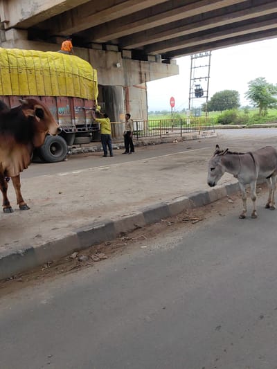 A cow stands on the left, facing left, near a large truck with a yellow tarp. Two men stand near the truck, one in a yellow shirt and the other in a beige shirt. A man in an orange shirt sits on top of the truck. A donkey stands on the right, facing left, on the road. The scene takes place on a road near an overpass, with a power transformer and greenery in the background, suggestive of the city of Malkapur, India.