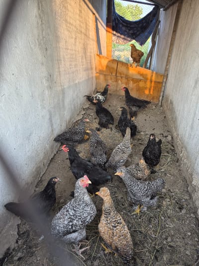 In a small, outdoor chicken coop with concrete walls, approximately 15 chickens are gathered on the ground. The coop has a sloped, wooden back wall and a corrugated metal roof partially covered by a blue tarp. Sunlight streams in from the right, casting shadows and illuminating the scene. The chickens exhibit varied plumage, including black, white and black speckled, and a light brown and black speckled pattern. Some are standing, while others are pecking at the ground, which is covered in dirt and straw. One chicken is perched on the wooden back wall. The environment suggests a rural or agricultural setting, consistent with a location in or near Қанабек, Kazakhstan.