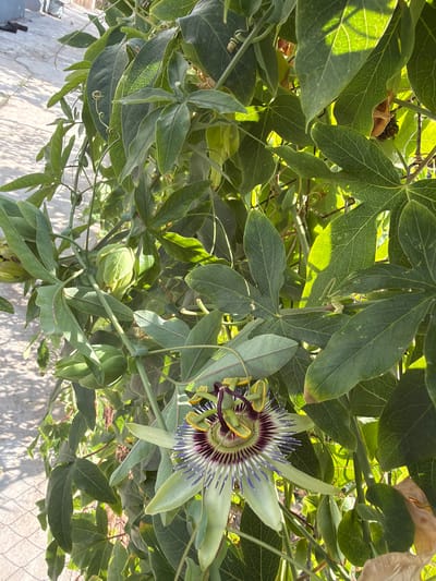 In Balakənd, Azerbaijan, a close-up shot captures a passionflower in bloom. The flower, with its intricate purple and white corona, is nestled among lush green leaves. Several developing passionfruit pods are visible, hinting at the plant's reproductive cycle. The backdrop consists of dappled sunlight filtering through the foliage, illuminating the textured leaves and the vibrant bloom. The surrounding environment suggests an outdoor setting, possibly a garden or a natural area within the city.