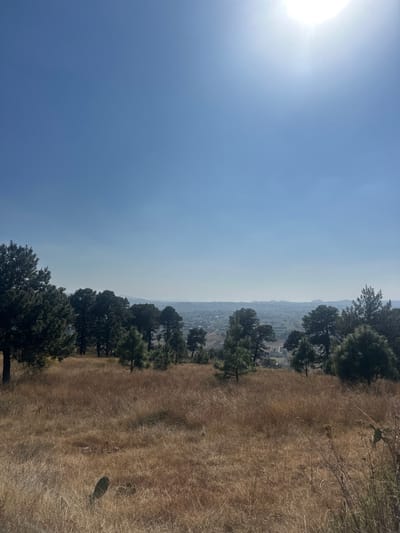 A sunlit sky dominates the image. A hazy view of a distant cityscape is visible, bordered by a line of trees. A field of dry, golden grass occupies the right side, with occasional patches of green vegetation. The image is slightly rotated, giving a sense of looking down from a hillside or elevated position.