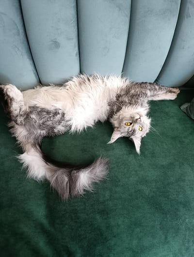 A long-haired Maine Coon cat with gray and white fur is lying on its back on a dark green textured surface, possibly a sofa. The cat's eyes are open and bright yellow, and it appears to be relaxed. The cat's tail, which is also long and bushy, is curled around its body. The background is a soft, teal-colored tufted upholstery. There is no indication of the cat's location in the city of Ryzhiki, Russia.