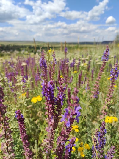 A close-up, vertical, eye-level outdoor shot captures a field of wildflowers under a cloudy blue sky in Novoselivka, Ukraine. The foreground is dominated by tall, dense spikes of purple flowers, some with hints of blue, interspersed with smaller yellow flowers. The flowers are in focus, with the background blurring into a distant, flat landscape of green fields and a faint horizon line. The sky is a vibrant blue with scattered white, fluffy clouds. There are no people or animals visible in the image.