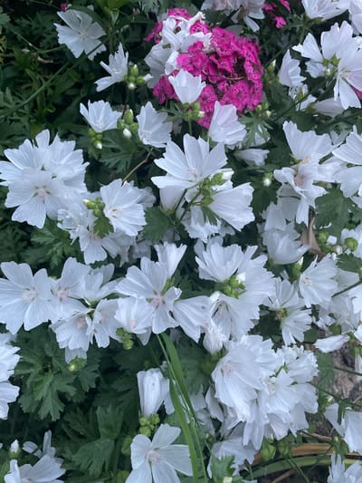 The image displays a close-up, overhead view of a cluster of white and pink flowers in a garden setting. The majority of the flowers are white with delicate, ruffled petals and light pink centers. Interspersed among the white flowers are small bunches of vibrant pink flowers, which appear to be a different species with a more densely packed petal structure. The foliage is lush and green, forming a backdrop for the blossoms. The lighting suggests it is daytime. The image does not contain any people or animals. The scene is one of natural floral beauty, typical of a well-maintained garden. The context provided about "Новые Ватутинки, Russia" suggests this is a botanical observation of a garden located in that specific area.