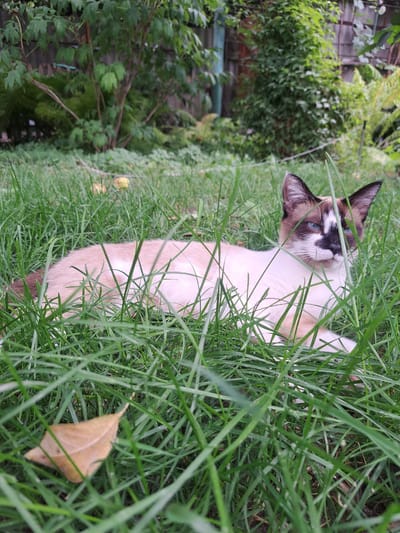 A medium shot captures a Siamese cat lying in lush green grass, its body partially obscured by the blades. The cat has striking blue eyes, a dark face mask, and pointed ears. Its fur is predominantly cream-colored with darker brown markings on its ears, face, and tail. In the foreground, a single dried brown leaf rests on the grass. The background features dense foliage, suggesting a natural or garden setting. There is no indication of urban elements, people, or any specific location in Prigorodnoye, Kyrgyzstan.