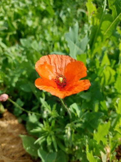 An orange poppy flower is in the foreground, facing the camera. The flower has delicate, crinkled petals and a dark center with visible stamens. The stem is thin and green with small hairs. In the background, lush green foliage creates a soft, out-of-focus backdrop. To the left of the poppy, a blurred, pale pink flower bud is visible. The ground beneath the plants appears to be a mix of soil and dried organic matter. This scene is located in Shpychyntsi, Ukraine.