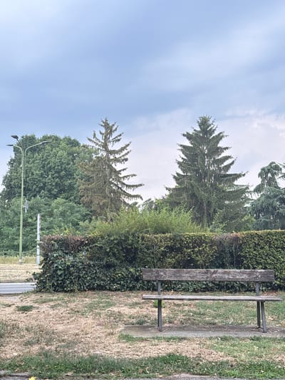 The image depicts an outdoor scene with a weathered wooden bench in the foreground, positioned on a concrete slab surrounded by dry, patchy grass. Behind the bench is a thick, manicured hedge. Beyond the hedge, various trees are visible, including tall evergreen trees and deciduous trees, with a street lamp and a utility pole to the left. The sky is overcast with diffused light, suggesting a cloudy day. The scene appears to be a public space, possibly a park or a roadside area, located in the city of Saluzzo, Italy. There are no people or animals present in the image.