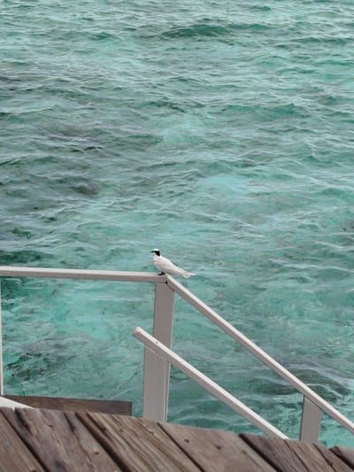A bird with black markings on its head and tail, perched on a white railing, is the central subject of this image. The bird faces to the left of the frame. The railing is part of a walkway or stairs leading down to the water. In the foreground, wooden planks suggest the texture and construction of the walkway. The background is dominated by the clear turquoise waters of the ocean, with subtle ripples and variations in color indicating depth and underwater features, possibly coral reefs. The location is identified as Gulhi Falhu, Maldives, a setting known for its tropical, marine environment. No people are visible in the image.