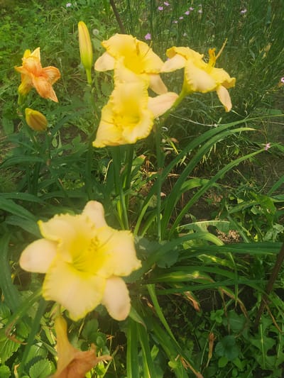 The image displays a close-up, outdoor shot of several yellow daylilies in various stages of bloom, interspersed with green foliage and some small pink wildflowers in the background. The flowers are the primary focus, with some in sharp focus and others blurred. The scene appears to be a garden or natural setting, with rich green leaves and dark soil visible. There are no people or discernible actions taking place. The overall impression is of a sunny, natural environment with a focus on the beauty of the flowers. The image is not identifiable as being located in Baraboi, Ukraine, nor does it contain any elements that would indicate such a location.