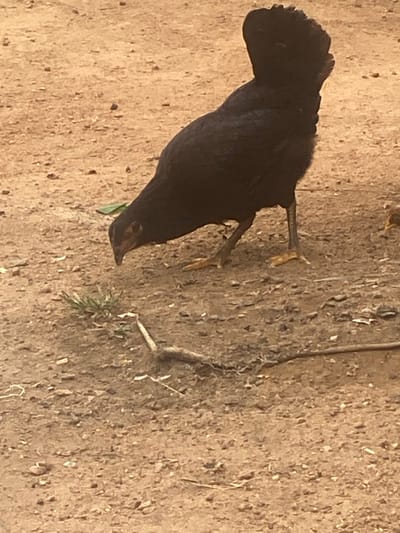 A single dark-feathered chicken stands on light brown, gravelly dirt ground in Idiroko, Nigeria. The fowl exhibits predominantly black plumage and yellowish-orange legs, with its body oriented towards the right and its head lowered towards the ground in a foraging posture. Directly in front of the chicken's head, a small cluster of green vegetation is visible. To the right of this vegetation, a short, dry stick lies horizontally on the ground, alongside a longer, thinner dark linear object extending further right. The ground consists of dry soil with scattered small stones and organic debris, illuminated by natural daylight.