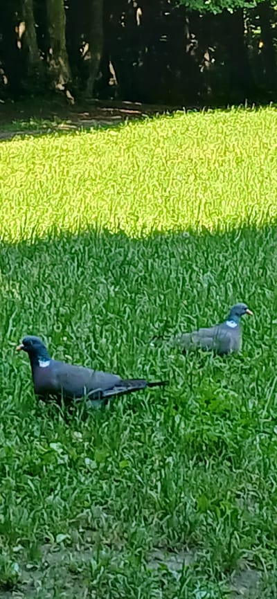 Two pigeons are foraging in a grassy area, likely a park or residential yard, in the village of Lisovi Hrynivtsi, Ukraine. The grass is predominantly green with some patches of lighter, sunlit areas. The background features the dark silhouettes of trees. The pigeon in the foreground is facing left, with its head down as if pecking at the ground. The pigeon in the background is facing right, also appearing to be foraging. Both birds are a dark grey color with iridescent neck patches and some white markings. The lighting suggests it is daytime, possibly late afternoon, given the shadows cast on the grass.