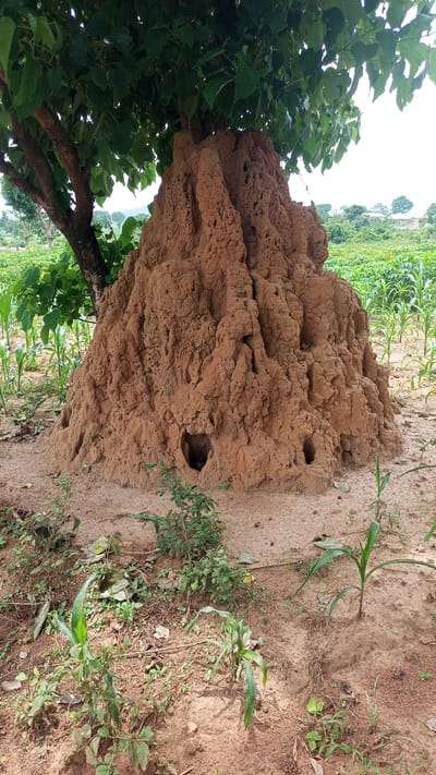 A large, brown termite mound stands prominently in the foreground, partially shaded by the branches and green leaves of a tree. The mound has a rough, uneven texture with several visible openings. In the background, rows of young green plants, likely a crop such as corn, stretch across a field. The ground is sandy with some sparse vegetation and dried leaves scattered around. The scene appears to be an outdoor environment in a rural or agricultural area. This location is in Jere North, Nigeria.