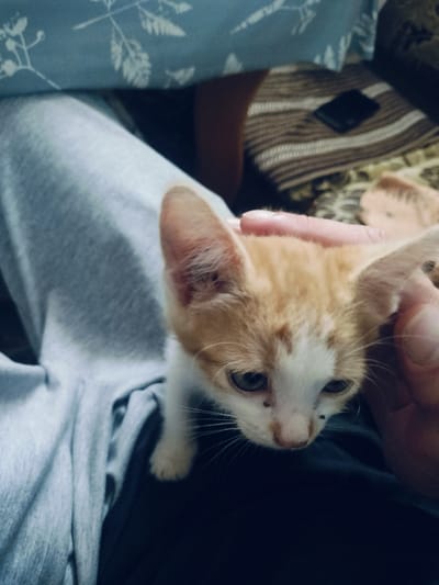 This media file is a close-up, vertical, medium-shot photograph of a ginger and white kitten being petted by a person. The kitten is the primary subject, with its head and upper body clearly visible. It has large ears, green eyes, and a white muzzle with ginger markings on its forehead and cheeks. The kitten has two small black spots on its nose area. The person's hand is gently stroking the kitten's head.
The kitten is nestled in the lap of someone wearing light gray sweatpants or leggings. The background is softly blurred but suggests an indoor setting. To the left and behind the kitten, a blue fabric with a white floral or leaf pattern is visible, possibly a blanket or cushion. To the right and further back, a striped fabric, appearing to be a blanket or throw, is also visible, with a small black rectangular object, possibly a phone or wallet, resting on it. The overall lighting is dim, suggesting it could be evening or a dimly lit room, and there are no indications of the weather.
The scene evokes a sense of comfort and affection, with the gentle petting action and the kitten's relaxed posture. The focus is entirely on the interaction between the person and the kitten. No visible text is present in the image. The location context provided is Salsk, Russia, though this is not visually discernible from the image itself.