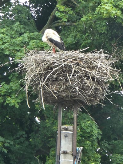 A white and black stork is perched on a large nest made of twigs. The nest is supported by a metal structure, possibly a utility pole, in Barniewice, Poland. The stork has its head tucked into its body, and its beak is not visible. The background is filled with lush green trees.