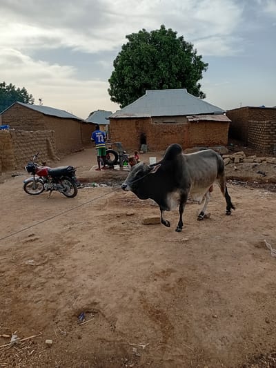 A bull lies on its side on a dirt ground in Nata-Ala, Nigeria. In the background are buildings with tin roofs and brown walls. A motorcycle and a person wearing a blue jersey with the number 73 are also visible. The sky is cloudy, and a large tree is present.