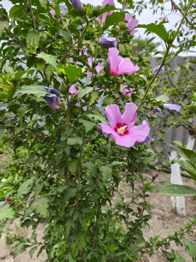 The image depicts a close-up of a flowering hibiscus bush, likely located in the city of Kollektivizator, Russia. The bush is laden with vibrant pink and purple blossoms, some fully open and others in bud. The leaves are a rich green, with some showing signs of minor wear and tear. In the background, a grey fence and a white-painted post are visible, suggesting a garden or outdoor setting. The ground appears to be a mix of soil and gravel. No people or animals are present in the frame. The lighting suggests it is daytime, possibly overcast.