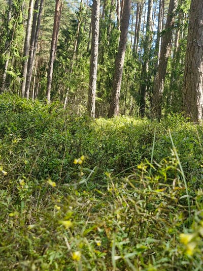 This is an eye-level, medium-shot photograph taken in a forest in Mērsrags, Latvia. The foreground is filled with dense, green undergrowth, including small leafy bushes and tall grasses, with a few small yellow wildflowers scattered throughout. The undergrowth is illuminated by sunlight filtering through the trees, creating bright patches. In the background, a dense stand of tall pine trees rises vertically. The sunlight creates a dappled effect on the tree trunks and the forest floor. The overall scene depicts a natural forest environment.
