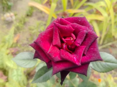 A close-up shot captures a dark red rose in full bloom, its petals intricately layered. The rose's center is a deeper, more intense red. The background is a soft blur of green foliage and soil, suggesting an outdoor garden setting. The lighting is natural and diffused, casting a gentle glow on the rose's textured surface. The image does not contain any people or specific landmarks that would indicate its location in Kashino, Russia, or any other city.