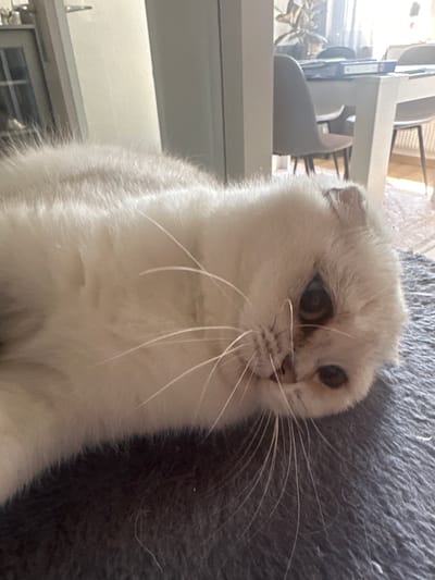 The image shows a close-up of a white cat with folded ears lying on a dark grey, textured surface. The cat's fur is long and fluffy, and its eyes are partially closed, with a dark pupil and a lighter iris. The cat's whiskers are long and white. In the background, a white table and chairs are visible, suggesting an indoor domestic setting. The overall lighting indicates it is daytime. The image does not provide any information that would allow for determining its location in Bielefeld, Germany.