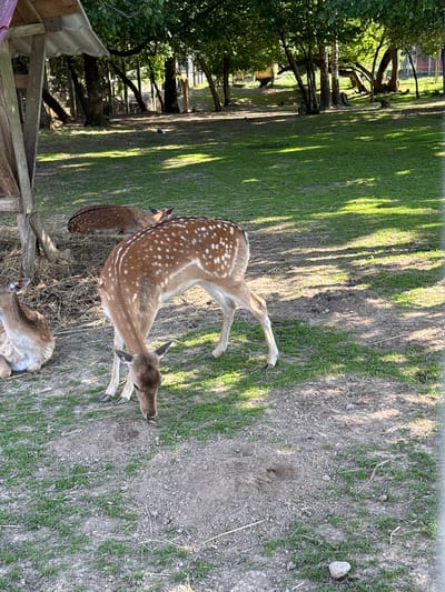 In a grassy outdoor enclosure with scattered trees, three deer are visible. In the foreground, a spotted deer is grazing with its head lowered to the ground. To the left of the foreground deer, another deer is lying down. In the background, a third deer is also lying down. A wooden structure with a sloped roof is partially visible on the left side of the image, possibly a shelter or feeding area. The ground is a mix of dirt, grass, and scattered debris. The overall scene suggests a natural or semi-natural environment, possibly a park or wildlife sanctuary.