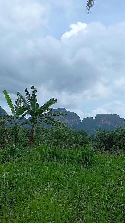 The image depicts a landscape in Ao Luek, Thailand. The sky is predominantly cloudy with patches of blue. The ground is covered in tall green grass, and there is a banana tree in the foreground. In the background, there is a mountain range.