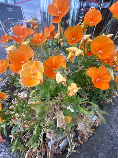 An outdoor, close-up, eye-level shot focuses on a cluster of vibrant orange pansies in a planter. The flowers are the primary subjects, with their petals facing various directions. Some are fully open, while others are partially closed or appear wilted. The planter is filled with green foliage, some dried leaves, and a bit of debris, including a white piece of paper. In the background, out of focus, is a glass-fronted building with reflections of the sky and what appears to be signage. The image does not contain any discernible elements that can place it in Slitu, Norway.