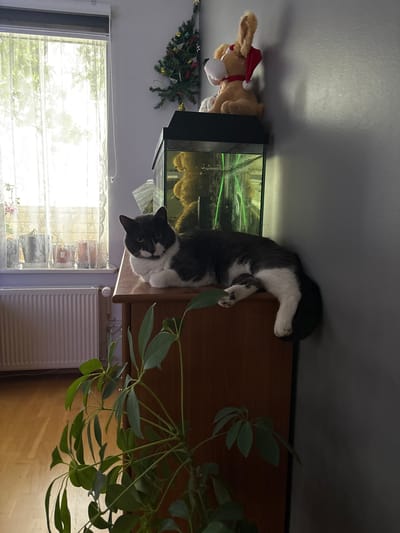 This image depicts an indoor scene in a domestic setting, located in Sauðárkrókur, Iceland. A black and white domestic cat is positioned centrally on a reddish-brown wooden cabinet, facing forward. The cat's fur is primarily black with significant white markings on its chest, belly, paws, and face. Directly above the cat, a glass aquarium with a black rim sits atop the same cabinet, containing green aquatic elements and a large, dark, indistinct object. On the aquarium's right side, a light brown stuffed animal, possibly a dog or deer, wears a red Santa hat.
To the left of the cabinet and cat, a large window dominates the background, covered by sheer white lace curtains. A white roller blind is visible at the top of the window. Bright natural light streams through the window, illuminating the space and casting some shadows. On the white window sill, several small potted plants in various colored containers are arranged. Beneath the window, a white, fluted radiator with exposed piping is attached to the wall.
The right side of the image features a light gray painted wall. A small, artificial Christmas tree adorned with gold ornaments and a star topper is mounted on this wall near the top right corner. In the foreground, spanning the lower left and central portions of the image, is a large green houseplant with multi-lobed leaves, partially obscuring the floor and the lower part of the cabinet. The floor is light-colored wood. A white pull cord for the window treatment hangs vertically beside the window.