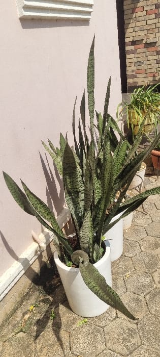 The scene depicts an outdoor paved area in Alagbado, Nigeria, under direct sunlight. A large Sansevieria plant, characterized by numerous tall, upright, variegated green leaves with dark green horizontal banding, stands within a white cylindrical planter. One long leaf extends horizontally from the planter, curving downward. A second white cylindrical planter, containing a similar plant, is partially visible behind the primary one. To the right, a yellow pot holds a green leafy plant, with a partial view of a terracotta pot beyond it. The background features a light beige or pale pink stucco wall on the left, adorned with a horizontal white molded trim near the top. To the far right, a section of a reddish-brown brick wall is visible, adjacent to a deeply shadowed recessed area or archway. The ground is paved with hexagonal concrete pavers, showing minor wear and some scattered debris. Strong sunlight casts sharp shadows of the Sansevieria leaves onto both the stucco wall and the paved ground. No individuals are present in the frame.