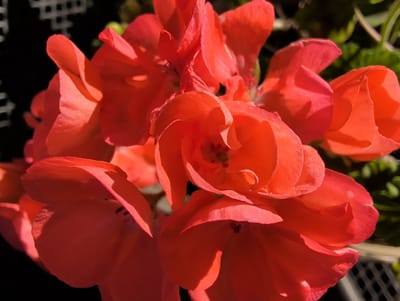 A close-up shot of vibrant orange geranium flowers captures their delicate petals and intricate details under bright sunlight. The flowers, clustered together, showcase a range of textures, from smooth, velvety surfaces to slightly curled edges. Subtle shadows and highlights play across the petals, emphasizing their three-dimensional form. In the background, a dark, gridded object and blurred green foliage suggest an outdoor setting, possibly a garden or balcony. The image was taken in Clifton, United States of America.